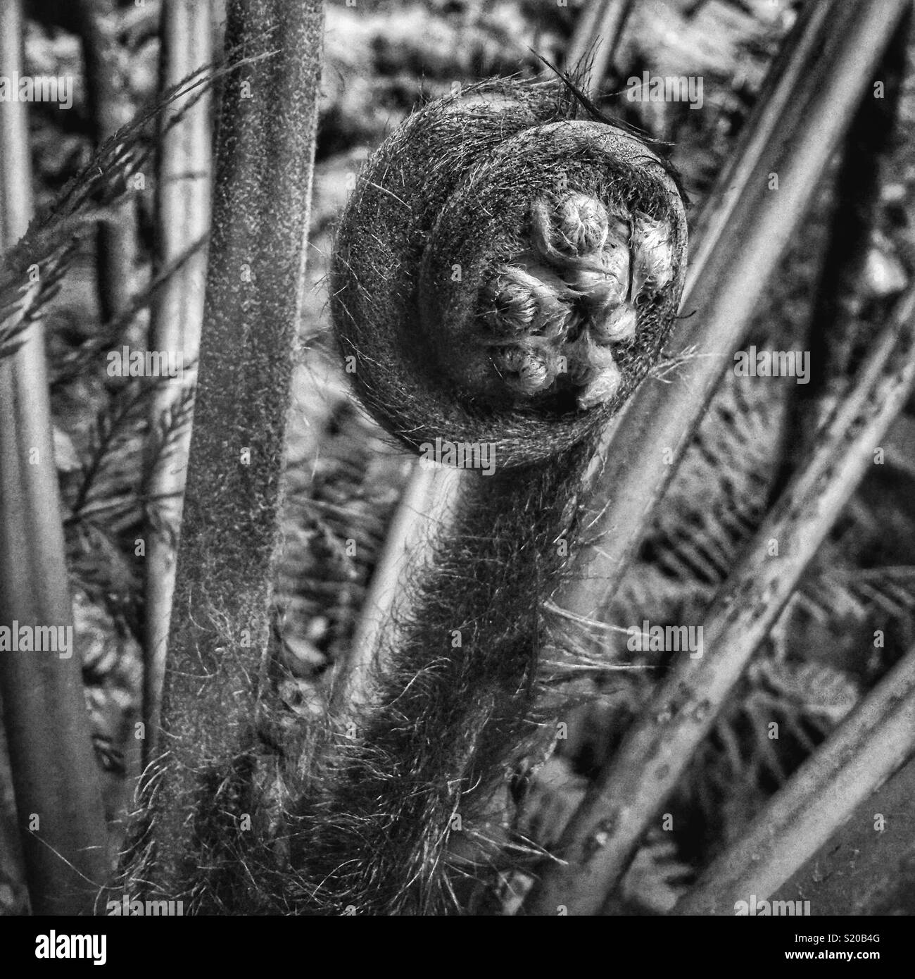 New growth on a Soft Tree-fern (Dicksonia antarctica), Neates Glen, Grand Canyon Track, Blackheath, Blue Mountains Nation - Smartphone Captured Stock Image