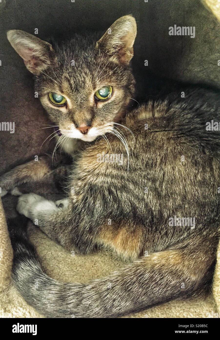 Elderly grey tabby cat with cataracts sitting in a cubby in a cat tree Stock Photo