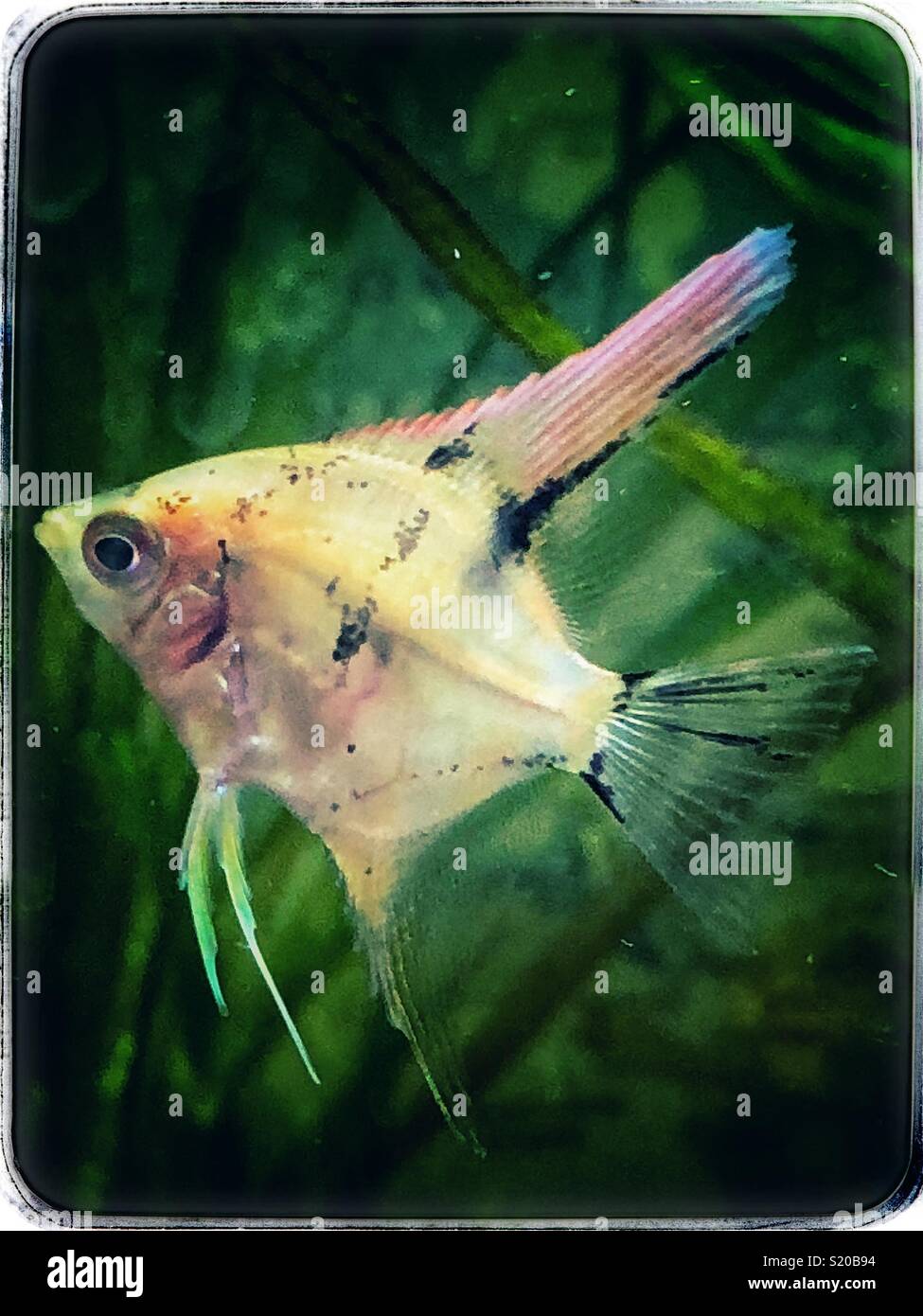 Angelfish Stock Photo