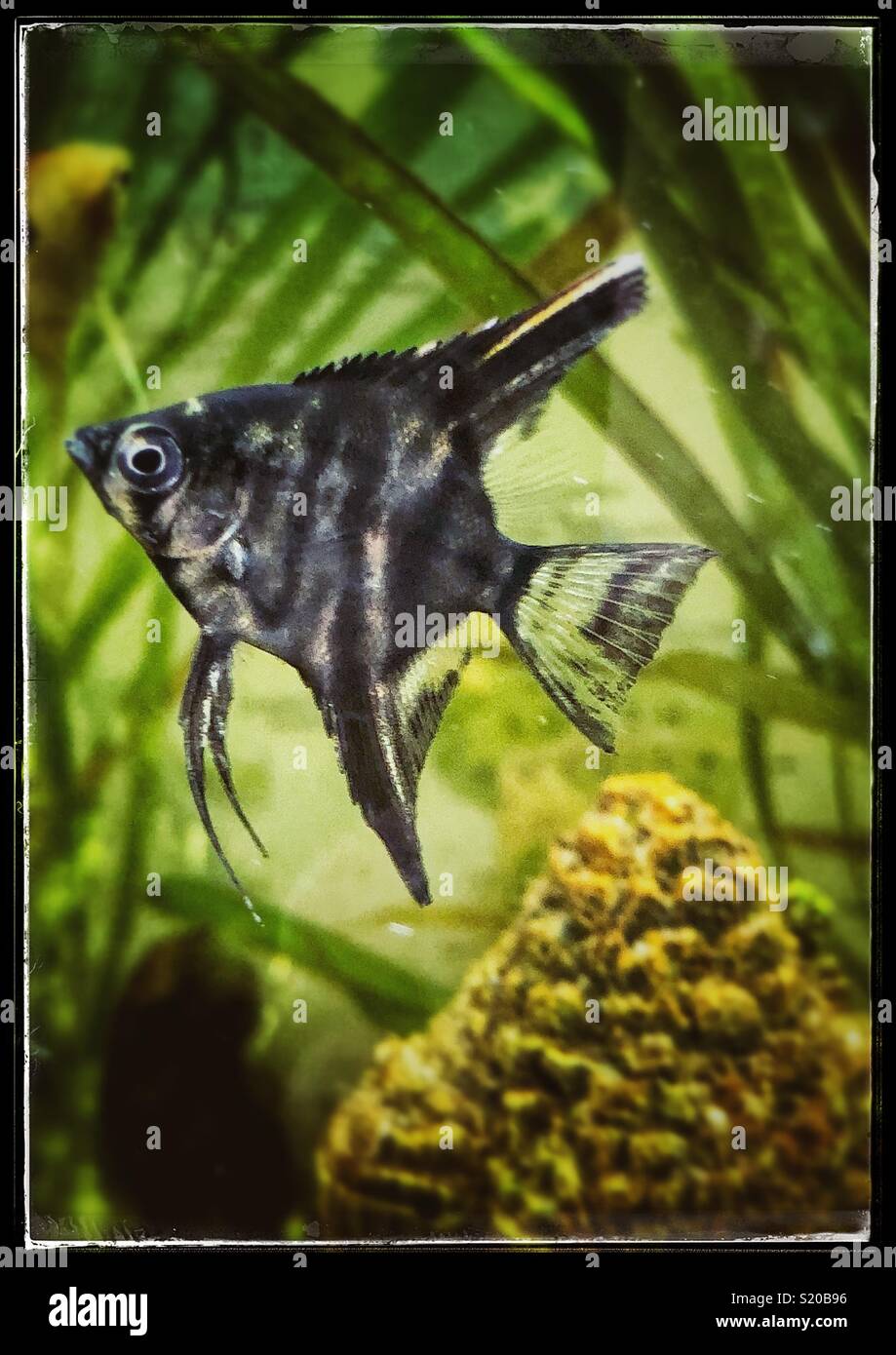 Black and white Angelfish Stock Photo