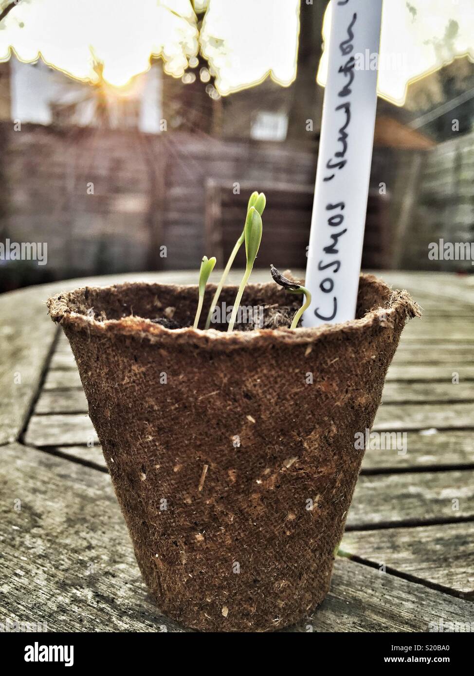 Cosmos ‘sensation’ shoots growing in decomposable pot, spring, UK, evening light. - Smartphone Captured Stock Image