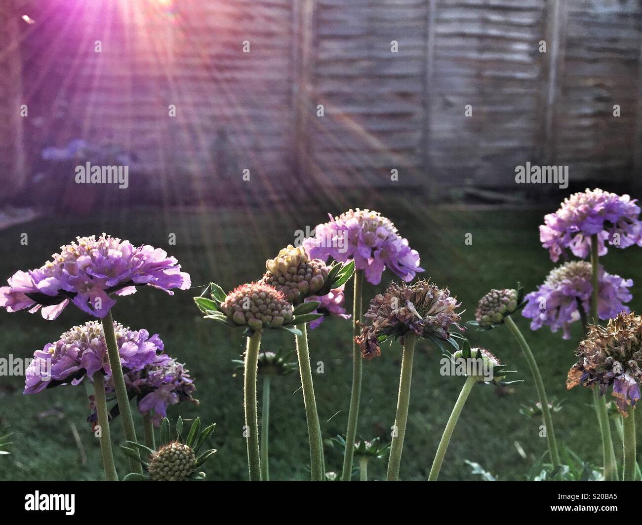 Scabious flowers in the evening spring sun in a west facing garden, London - Smartphone Captured Stock Image