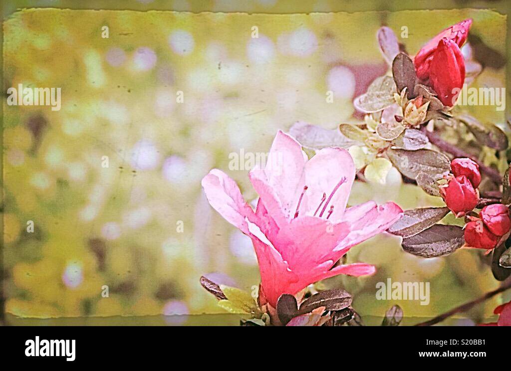 Flower blooming Stock Photo