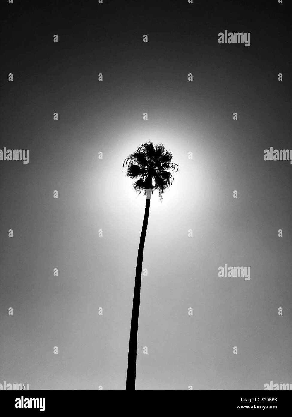 Palm tree backlit - Smartphone Captured Stock Image