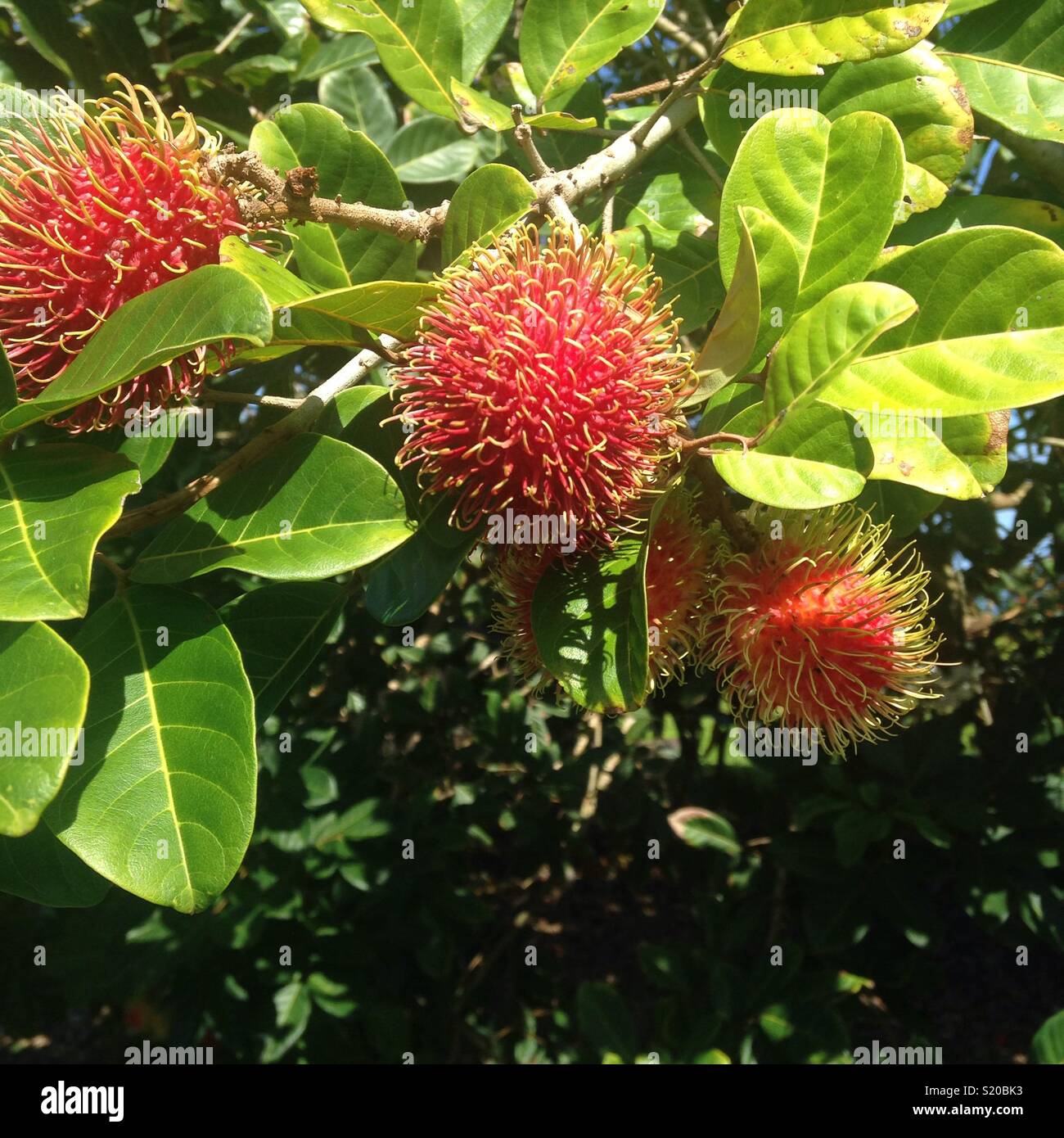 Rambutan hawaii hi-res stock photography and images - Alamy
