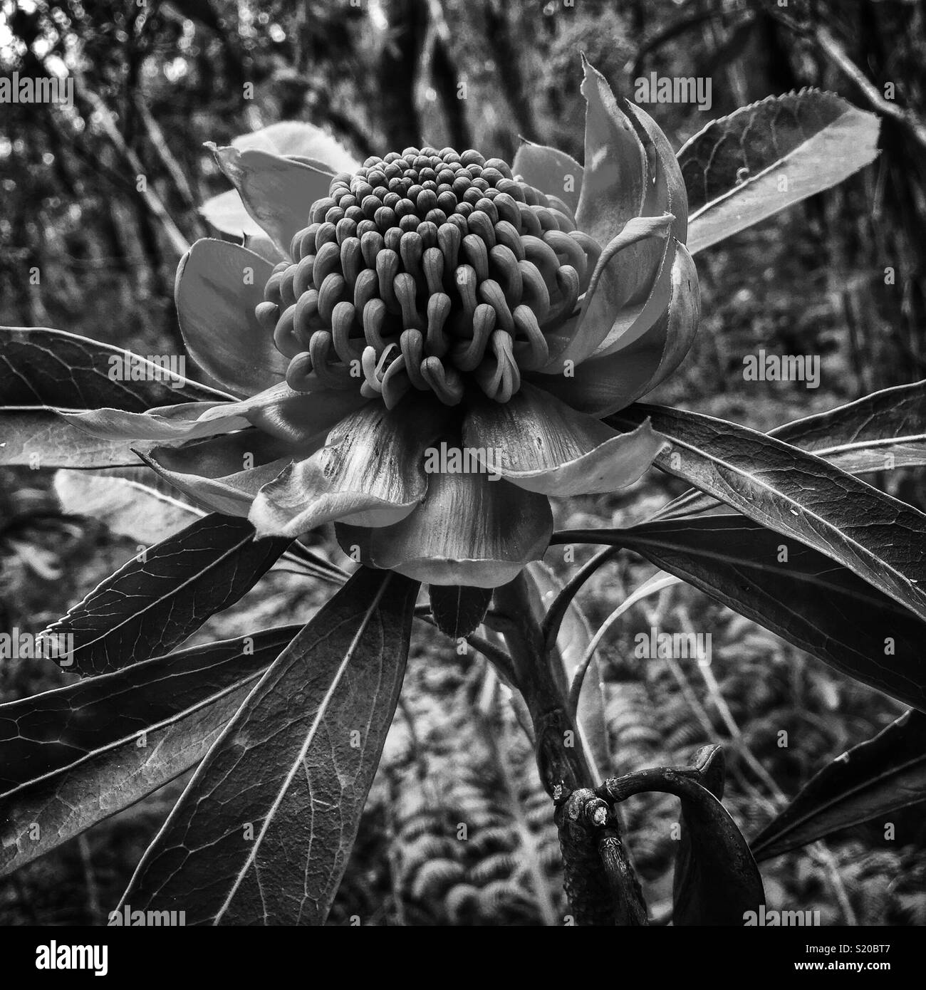 Waratah (Telopea speciosissima), Cliff Top walking track near Govetts