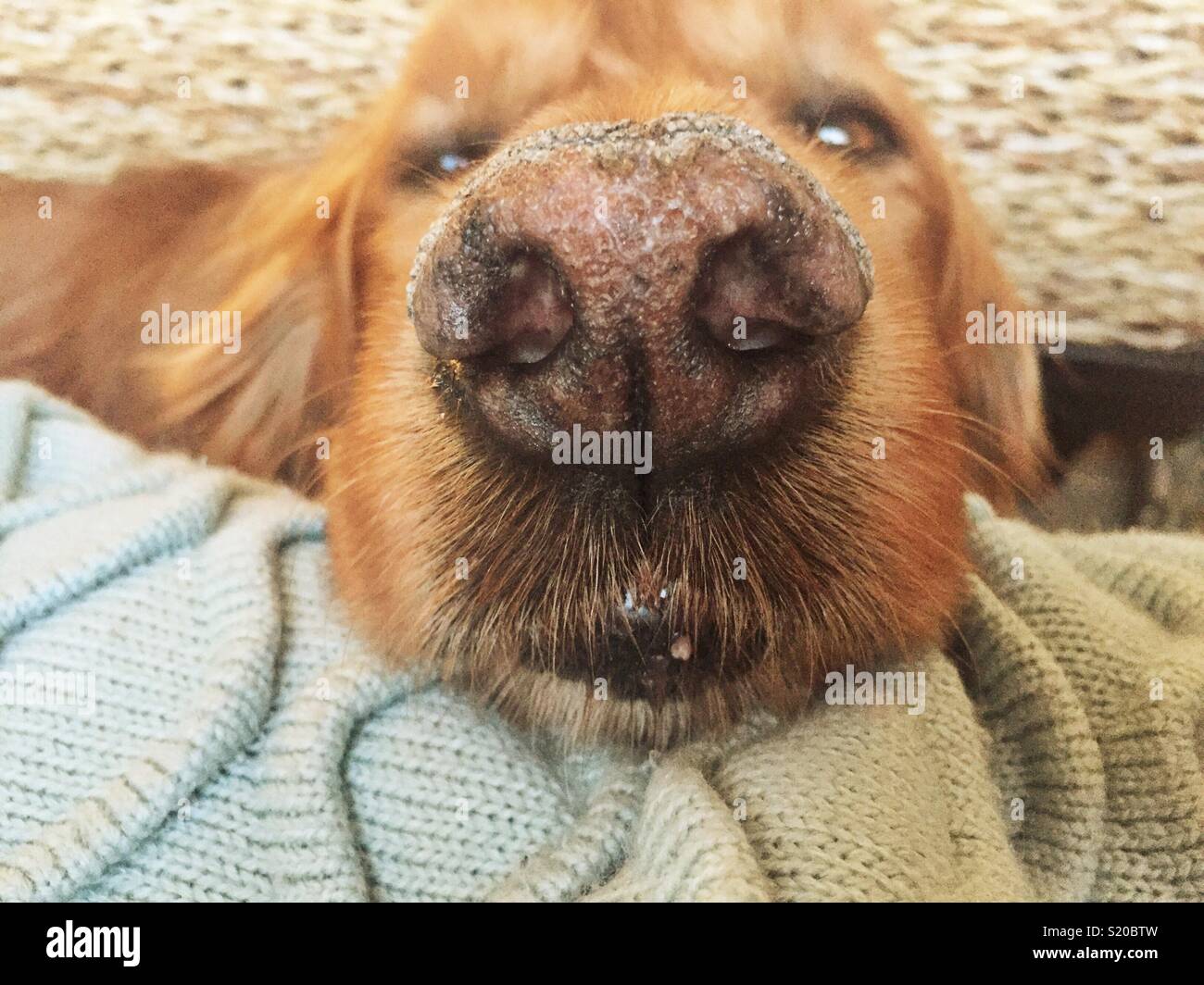 Close up of Golden Retriever’s nose Stock Photo Alamy