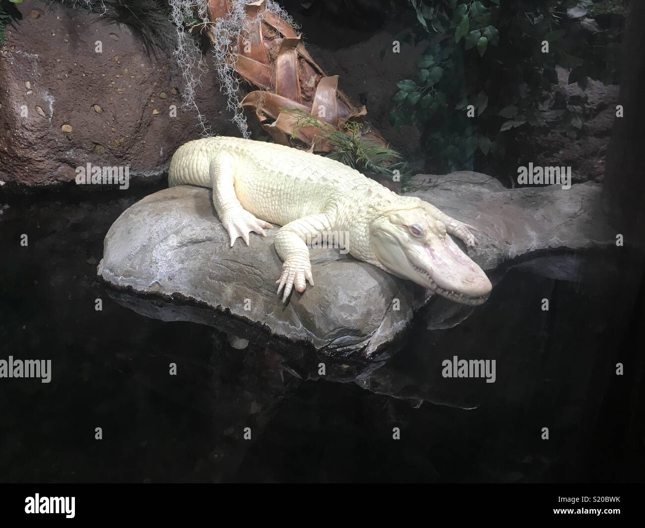 aquariums albino alligator hires stock photography and images