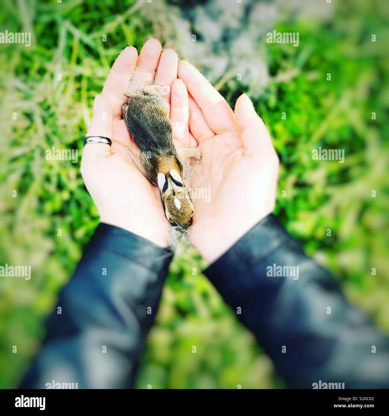 Little hare in the hands of a woman with a grass blurry natural background - Smartphone Captured Stock Image