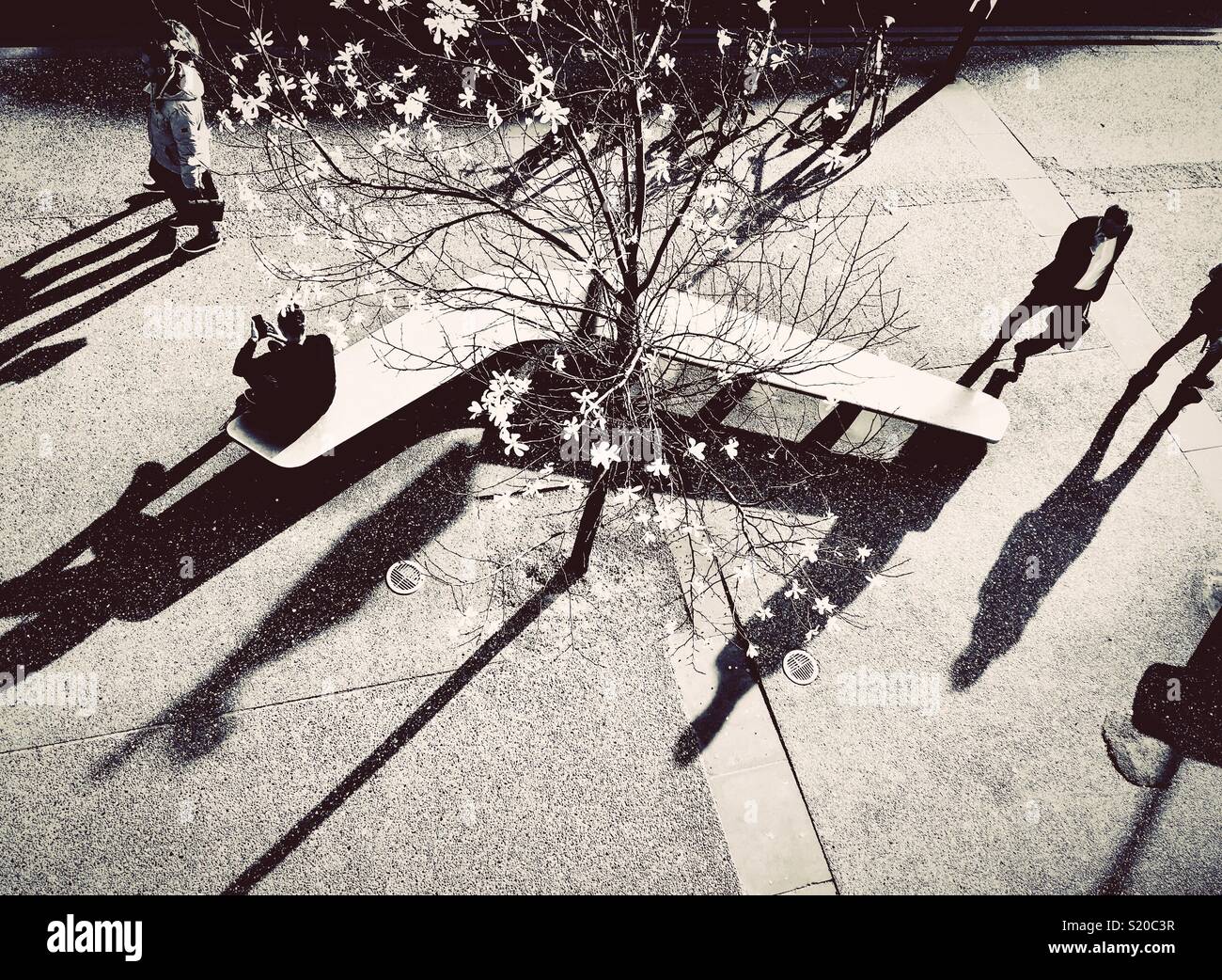 People relaxing on a bench next to a tree full of blossom on a spring day in the city - Smartphone Captured Stock Image