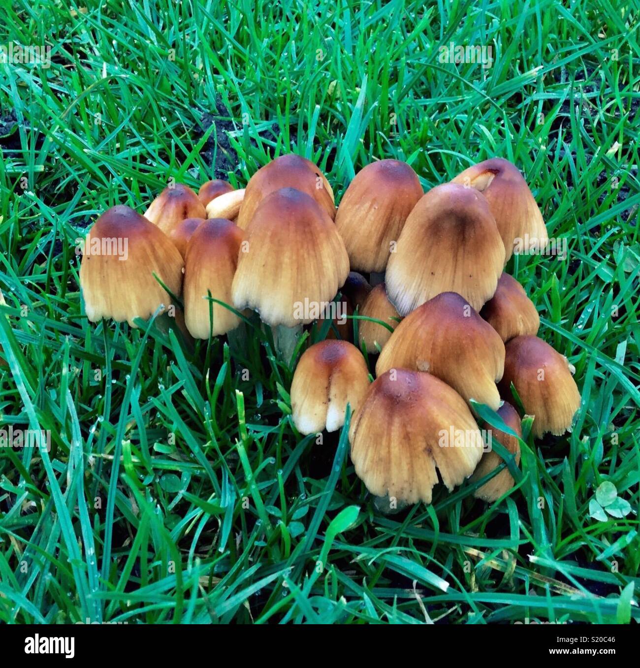 Toadstools in grass hires stock photography and images Alamy