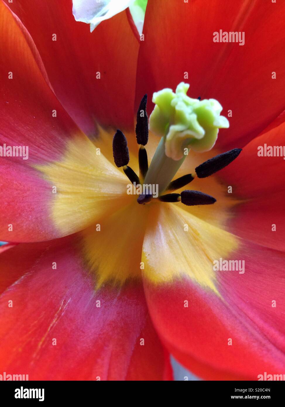 Stamen at the centre of an orange tulip - Smartphone Captured Stock Image