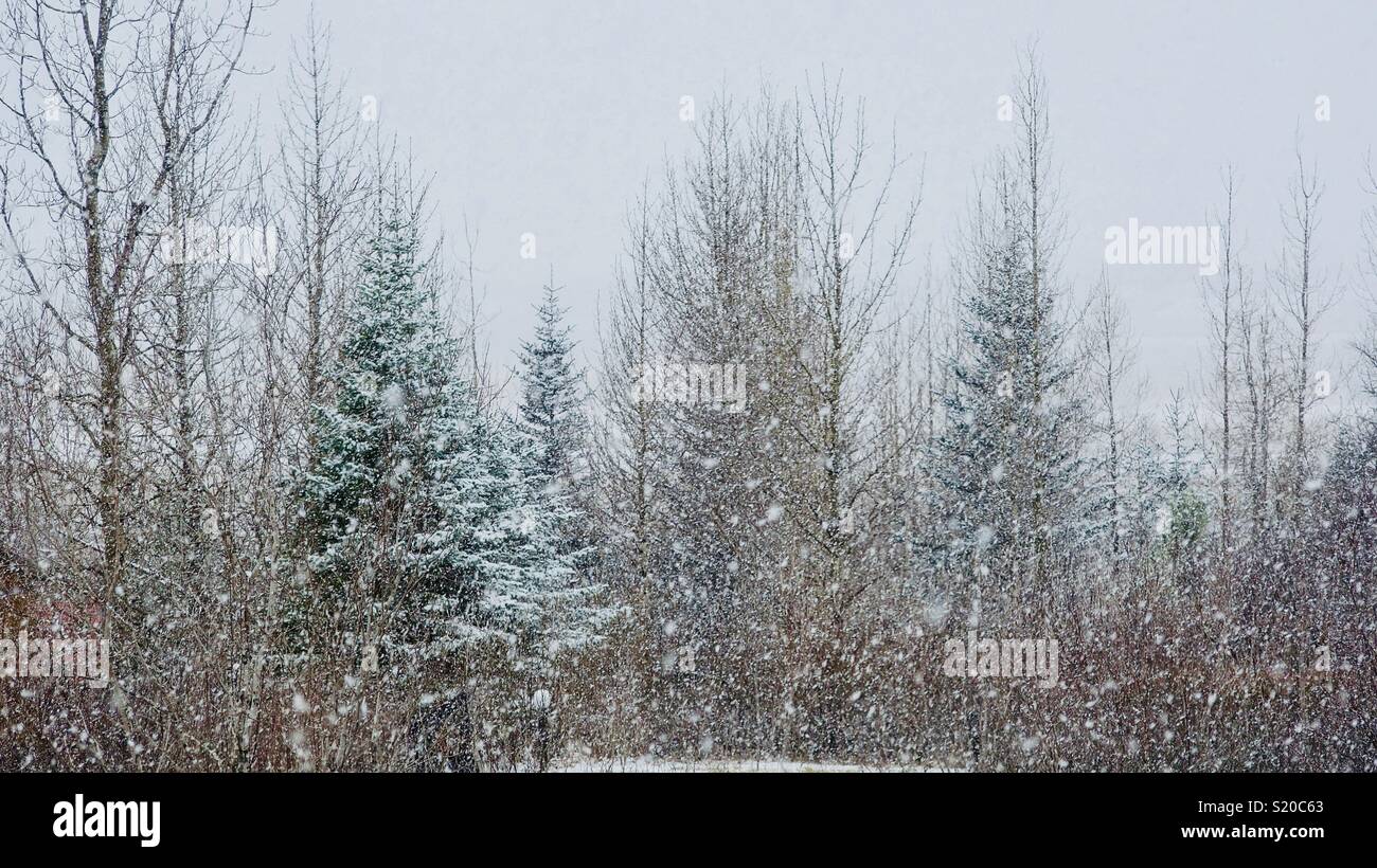 Snowing and Trees Stock Photo
