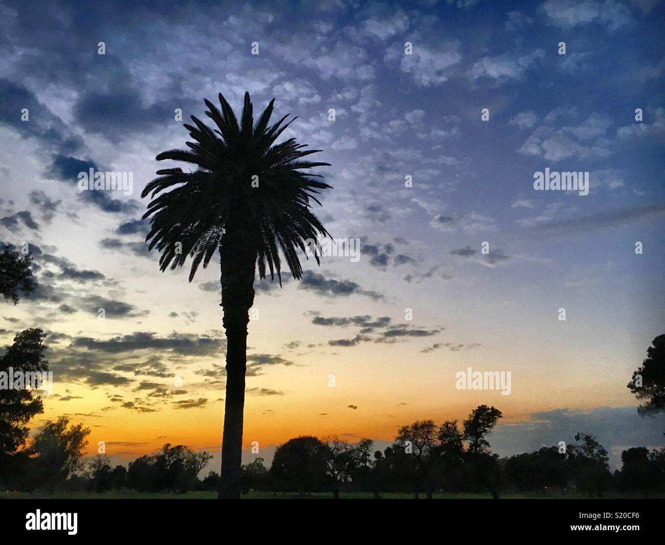 Palm tree with a blue sky at sunset Stock Photo - Alamy
