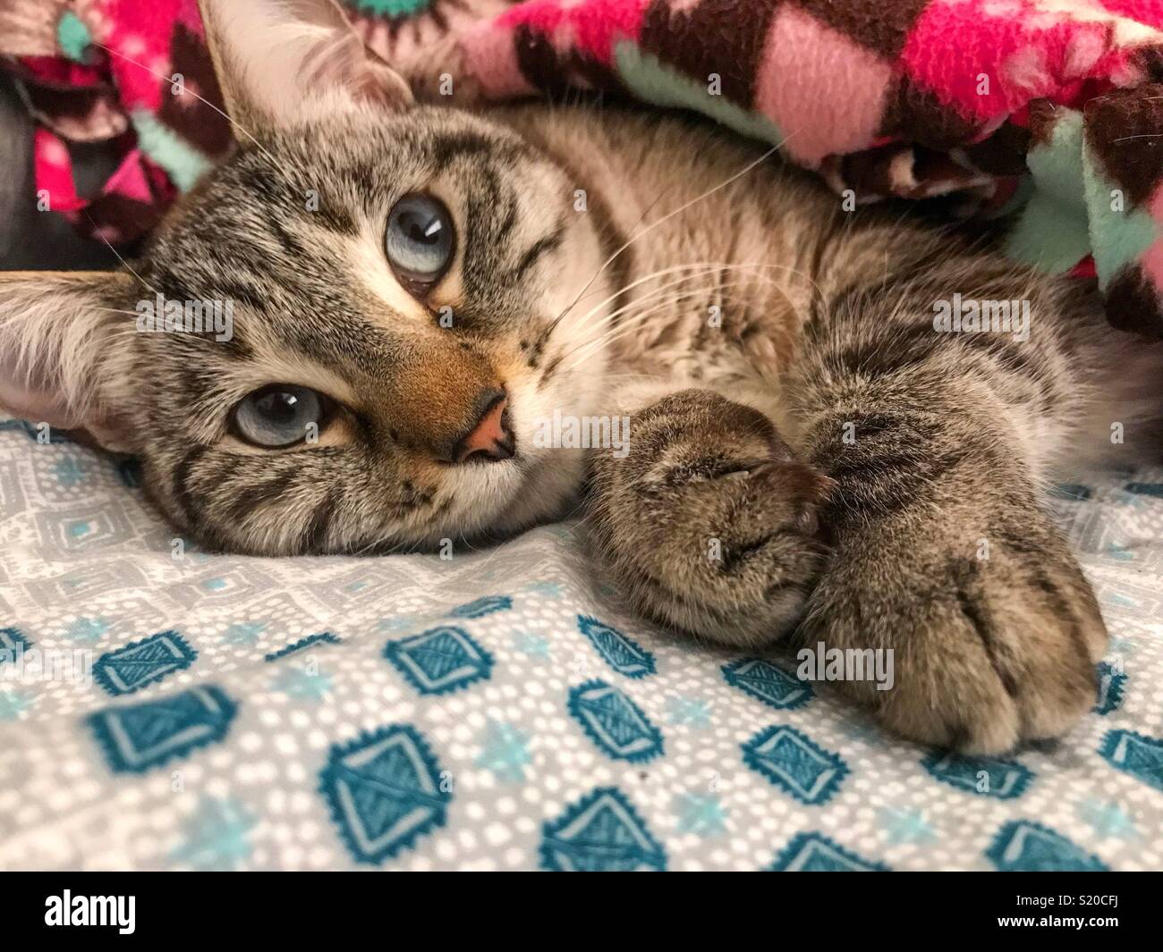 House cat cuddling under blanket Stock Photo Alamy
