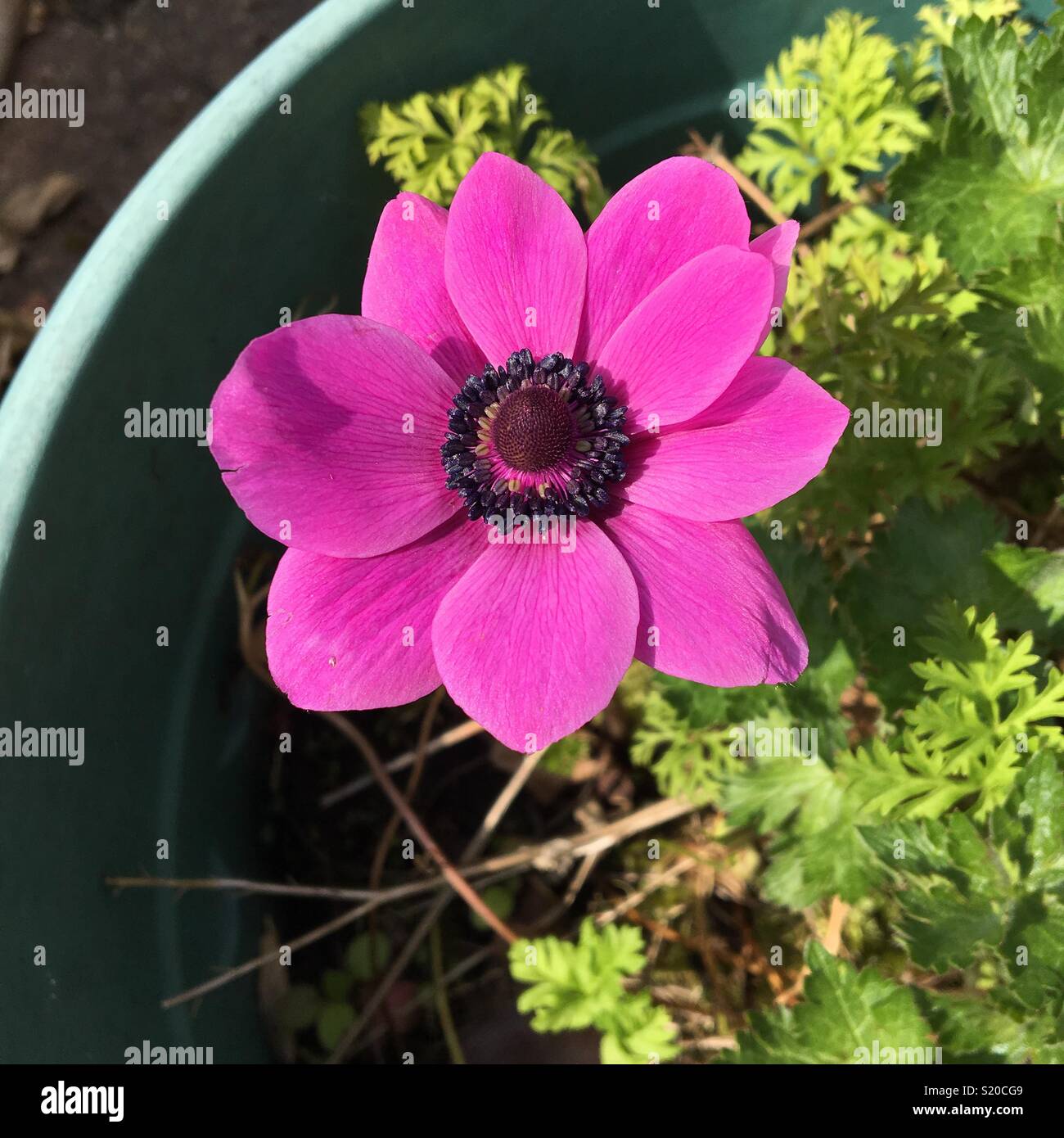 Spring anemone Stock Photo