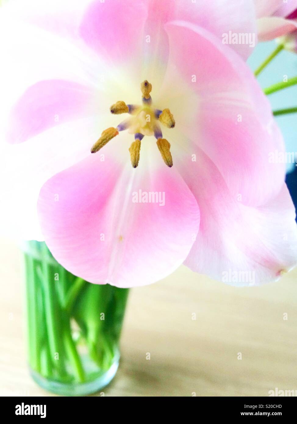 Pink tulips in a vase - Smartphone Captured Stock Image