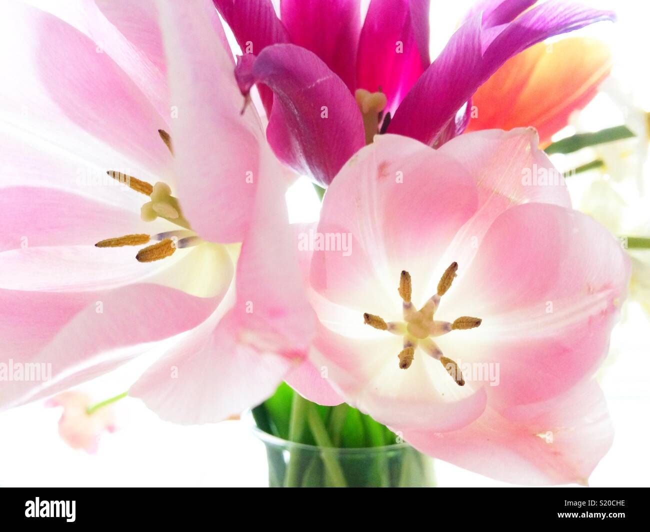 Pink tulips in a glass vase - Smartphone Captured Stock Image