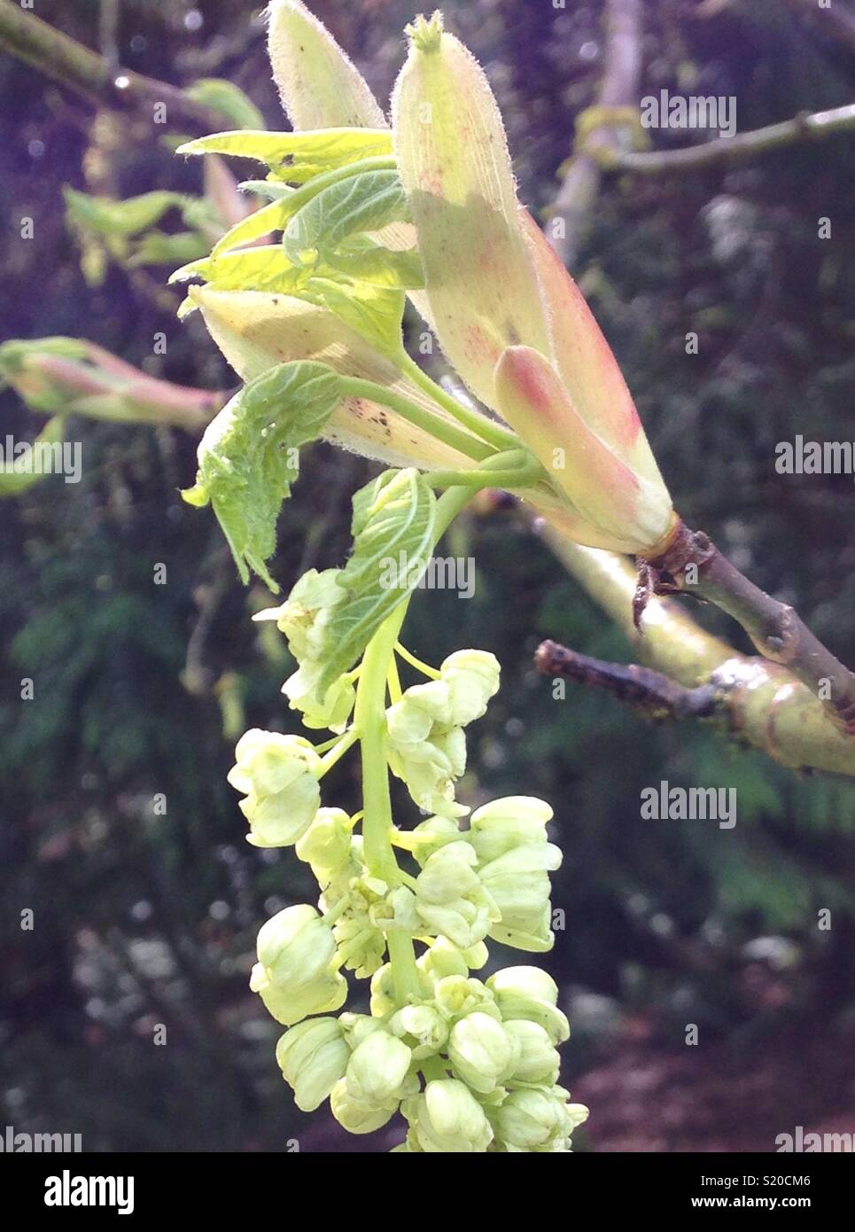 Close up of spring foliage hanging from a large-leaf Maple tree Stock Photo