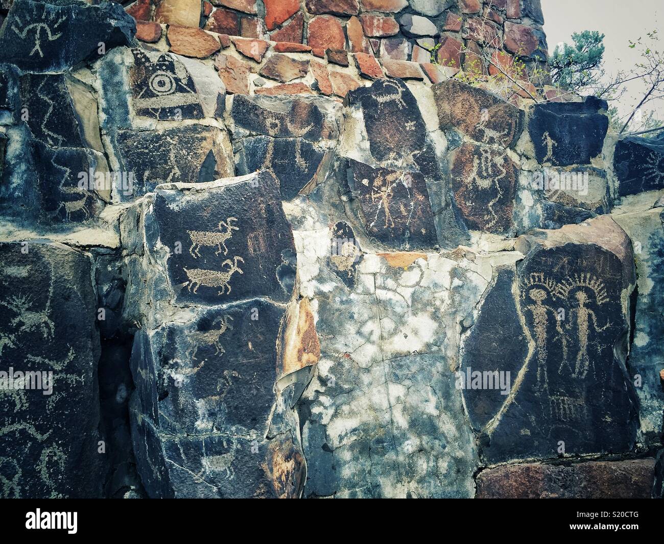 salvaged Wanapum people petroglyphs are on display at the Ginkgo