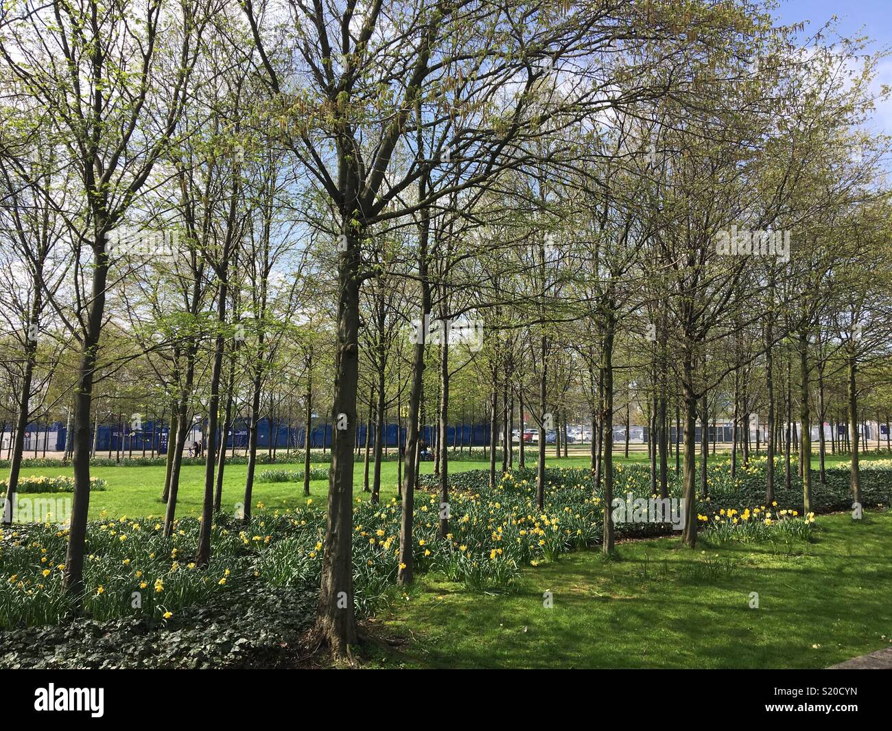 Tree lined path in North Greenwich, London, United Kingdom close to The O2, April 2018 Stock Photo