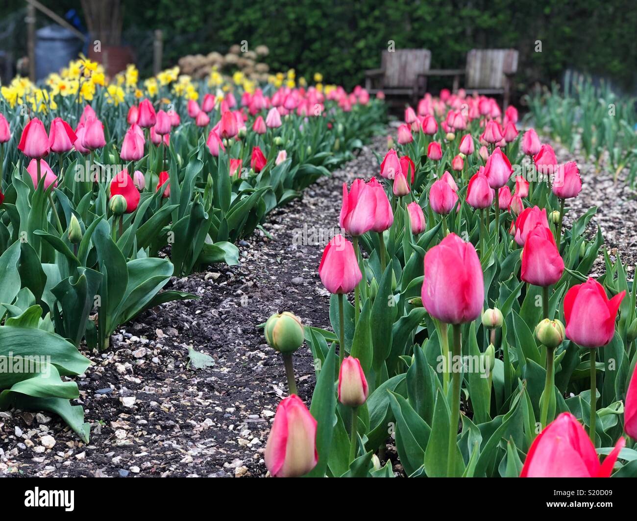 Spring Tulips Stock Photo