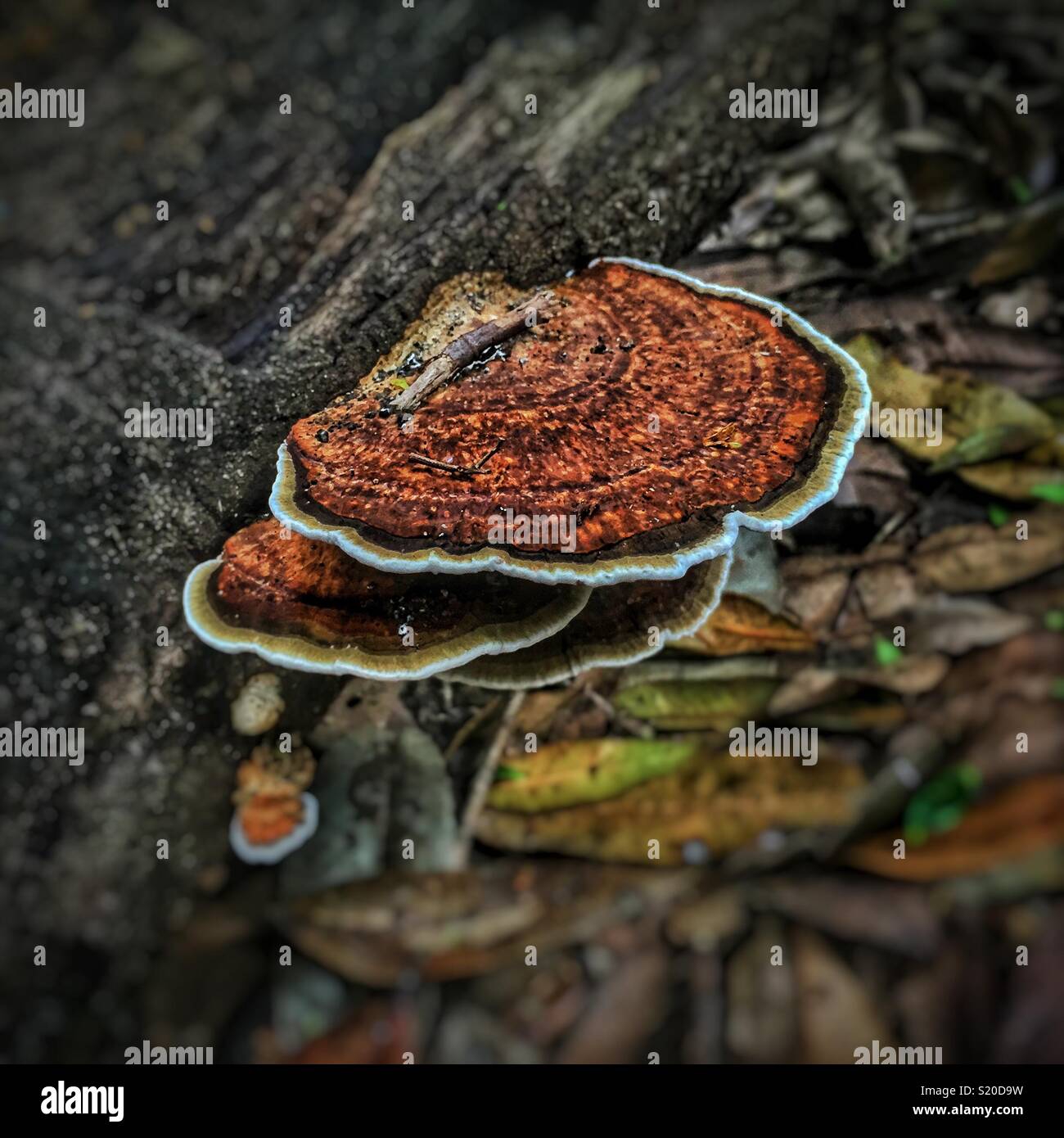Bracket fungus (Trametes versicolor?) on a fallen log, Federal Pass walking track in Leura, Blue Mountains National Park, NSW, Australia - Smartphone Captured Stock Image