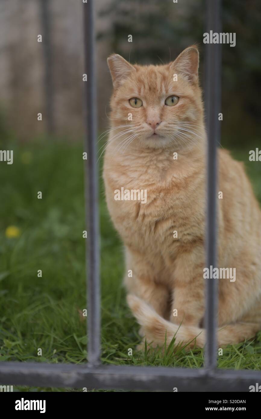 Cat behind the fence Stock Photo