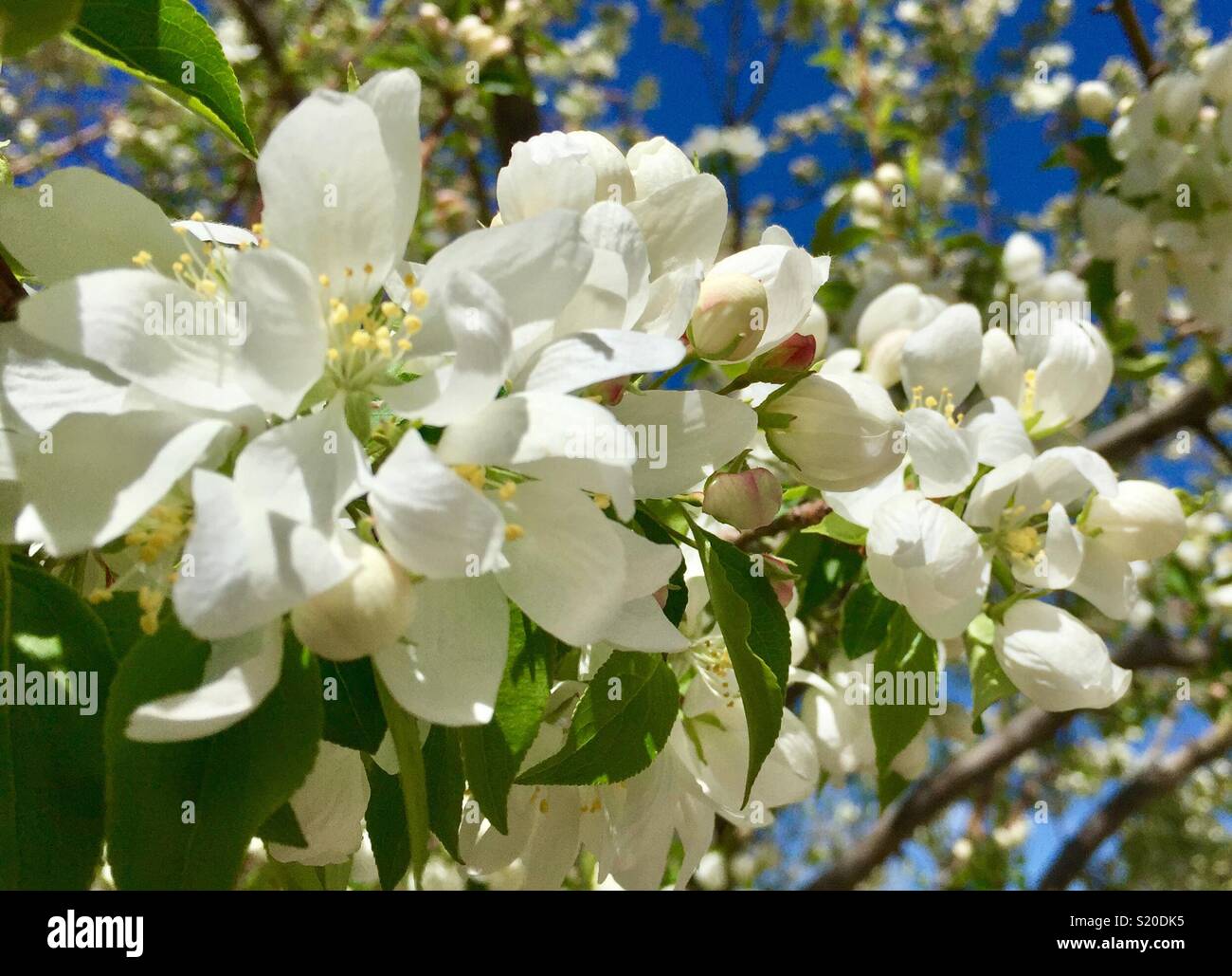 Spring snow crabapple tree in bloom Stock Photo
