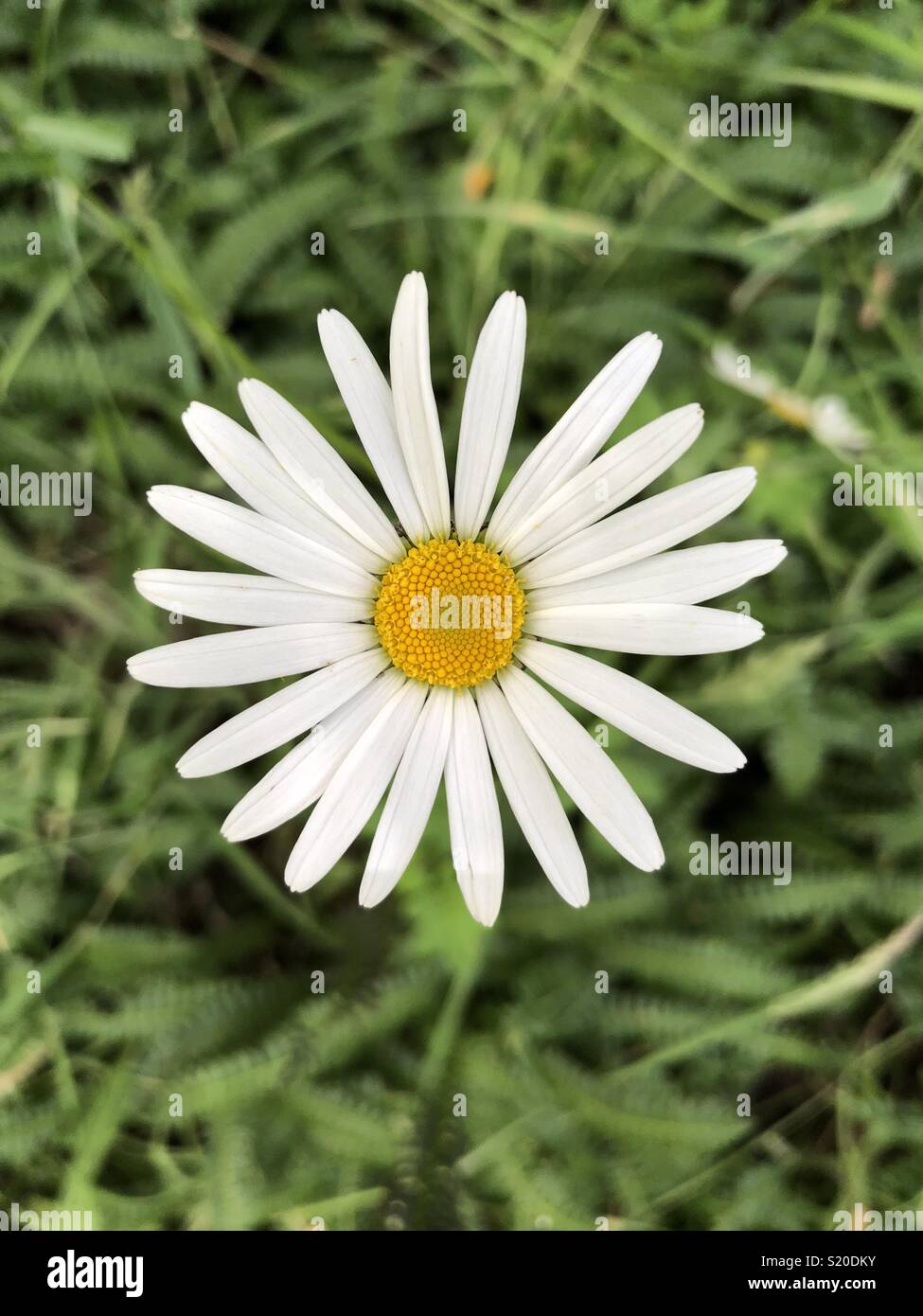 Daisy in garden Stock Photo Alamy