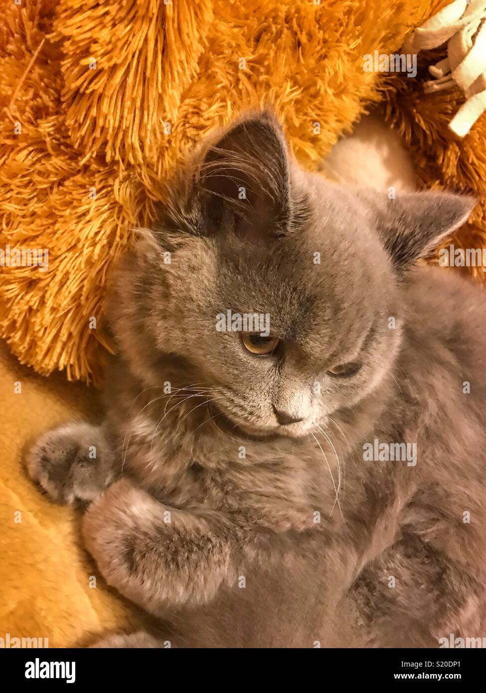 Long hair British Cat - Smartphone Captured Stock Image