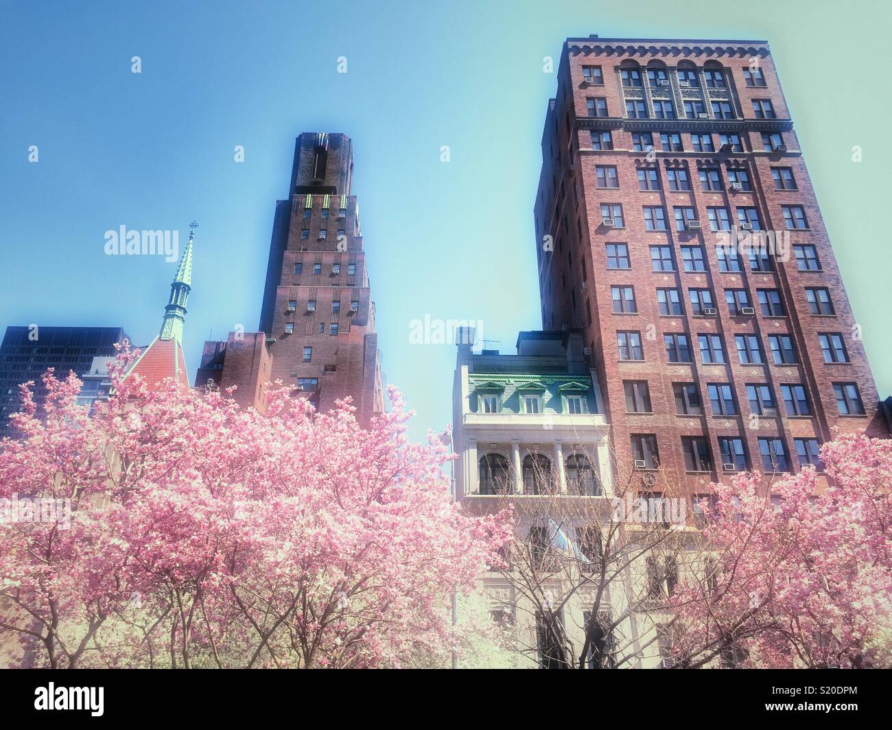 Trees in full bloom in the median of Park Avenue, Murray Hill, New York City, USA - Smartphone Captured Stock Image