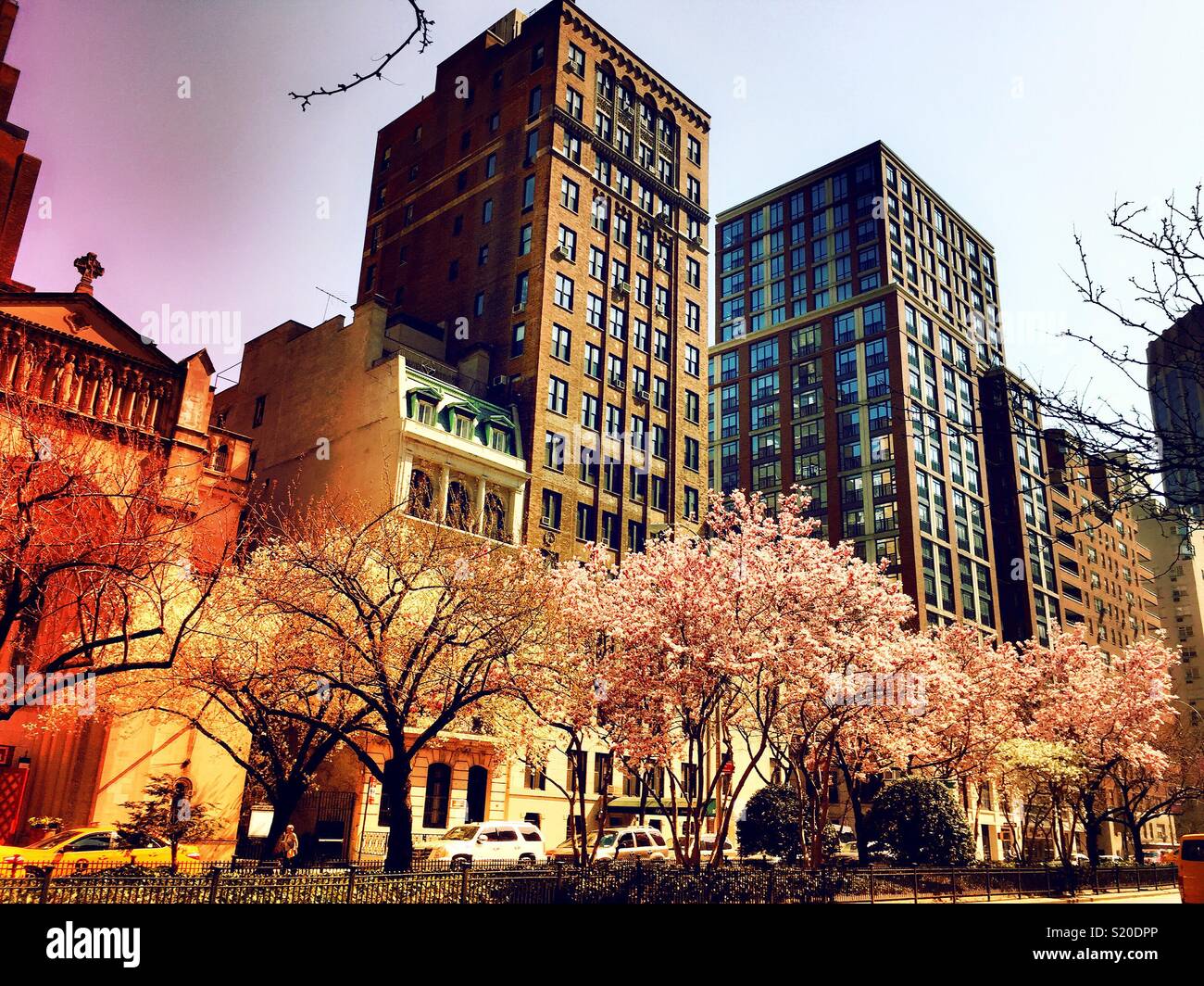 Pink magnolia trees in full bloom along Park Ave., Murray Hill, New York City, USA - Smartphone Captured Stock Image