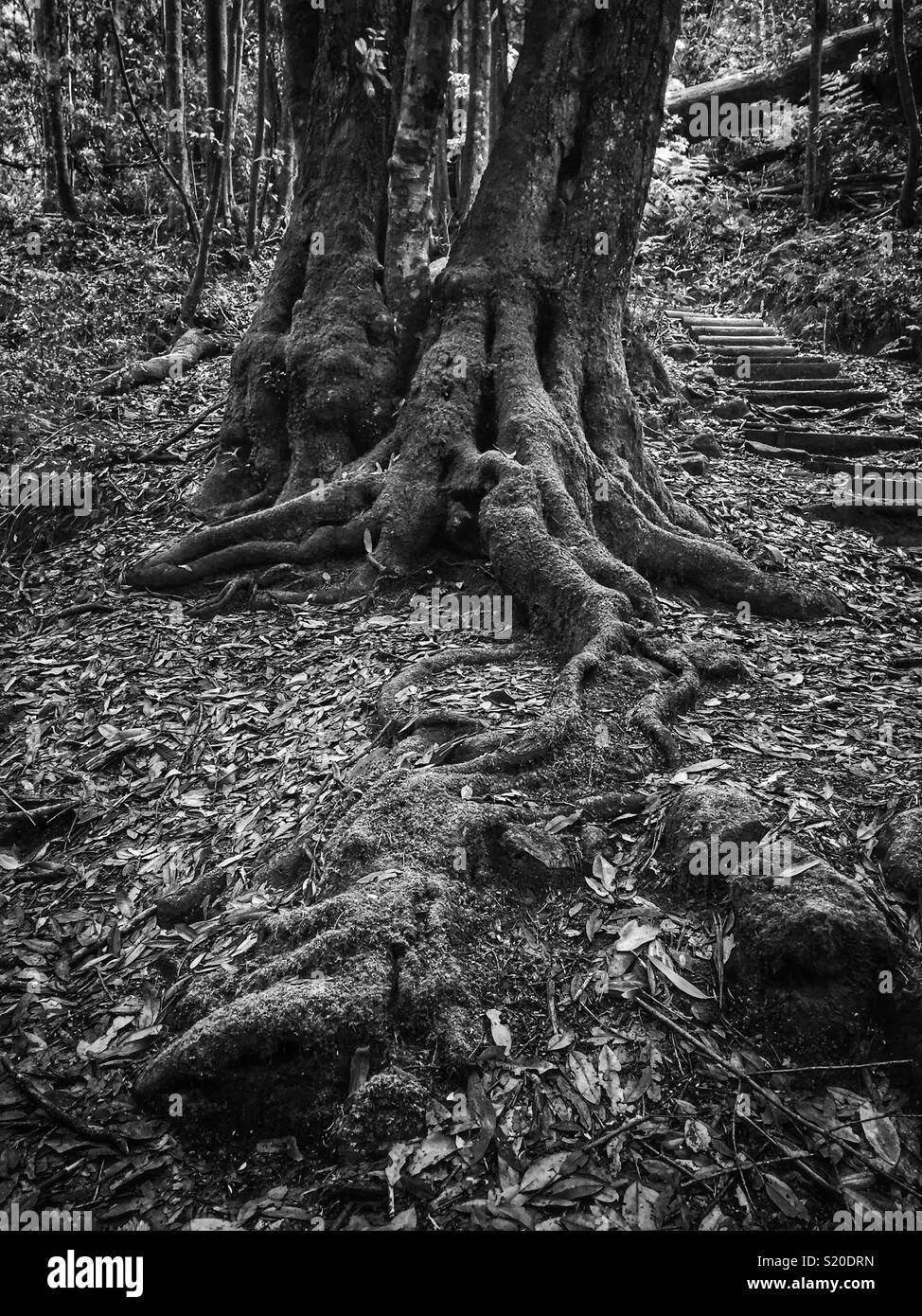 Coachwood (Ceratopetalum apetalum) in temperate rainforest on the Federal Pass walking track in Leura, Blue Mountains National Park, NSW, Australia - Smartphone Captured Stock Image