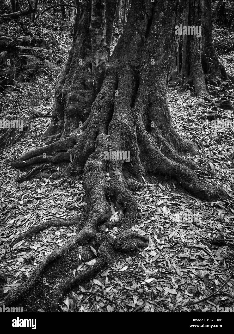 Coachwood (Ceratopetalum apetalum) in temperate rainforest on the Federal Pass walking track in Leura, Blue Mountains National Park, NSW, Australia - Smartphone Captured Stock Image