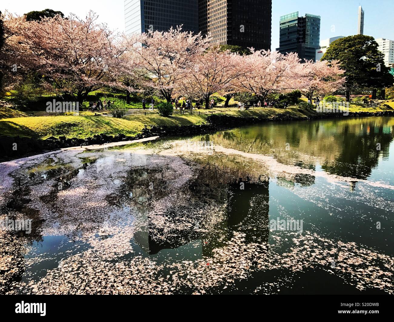 Sakura @ Kyu Shiba Rikyu Garden Stock Photo