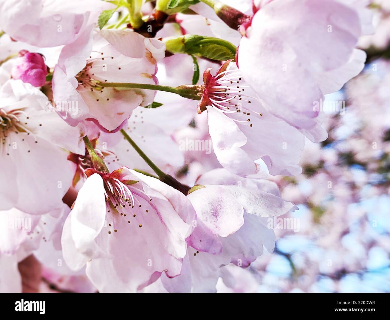 Spring cherry flowers in full bloom Stock Photo