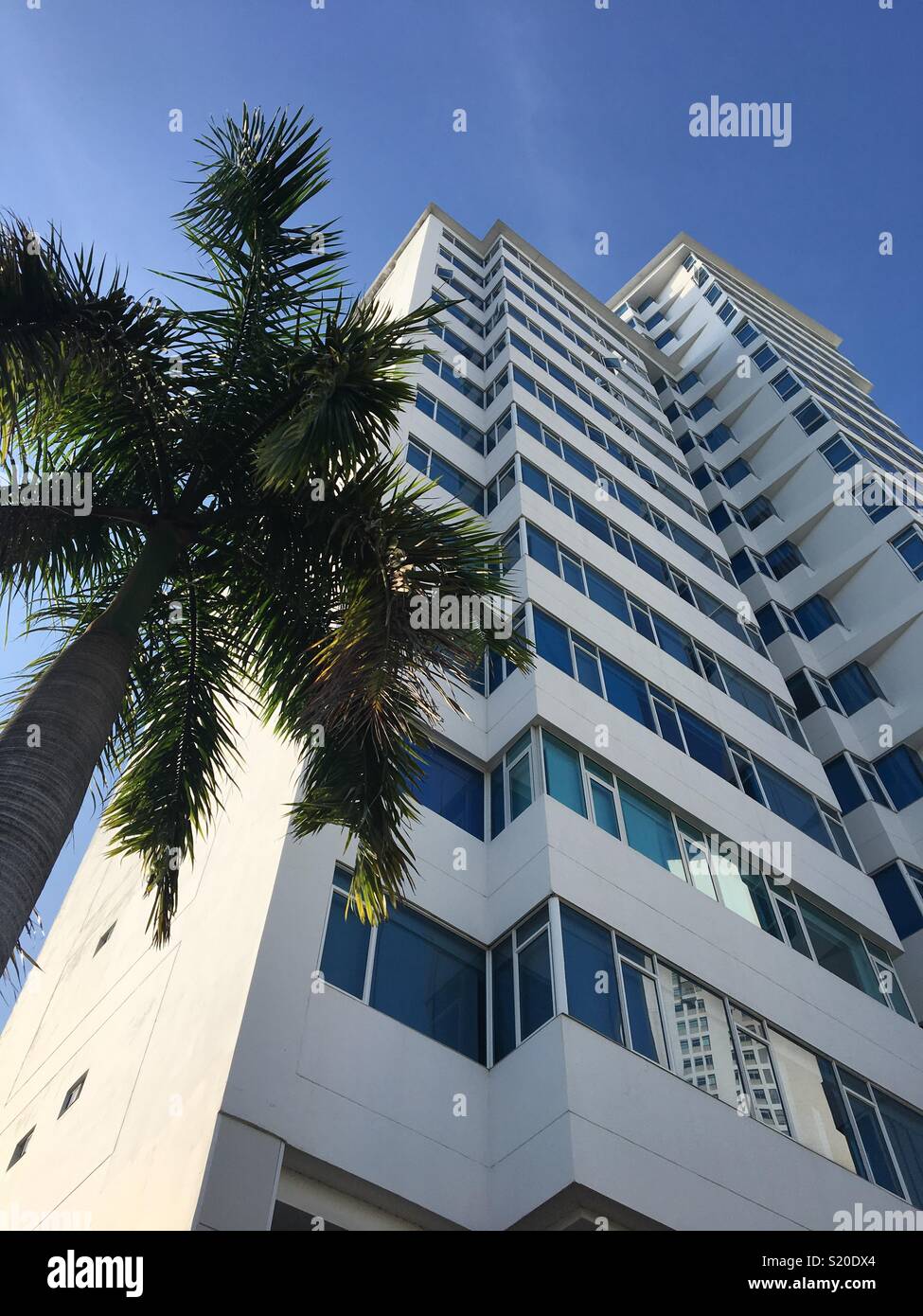 Highrise building and palm tree in Bocagrande, Cartagena, Columbia