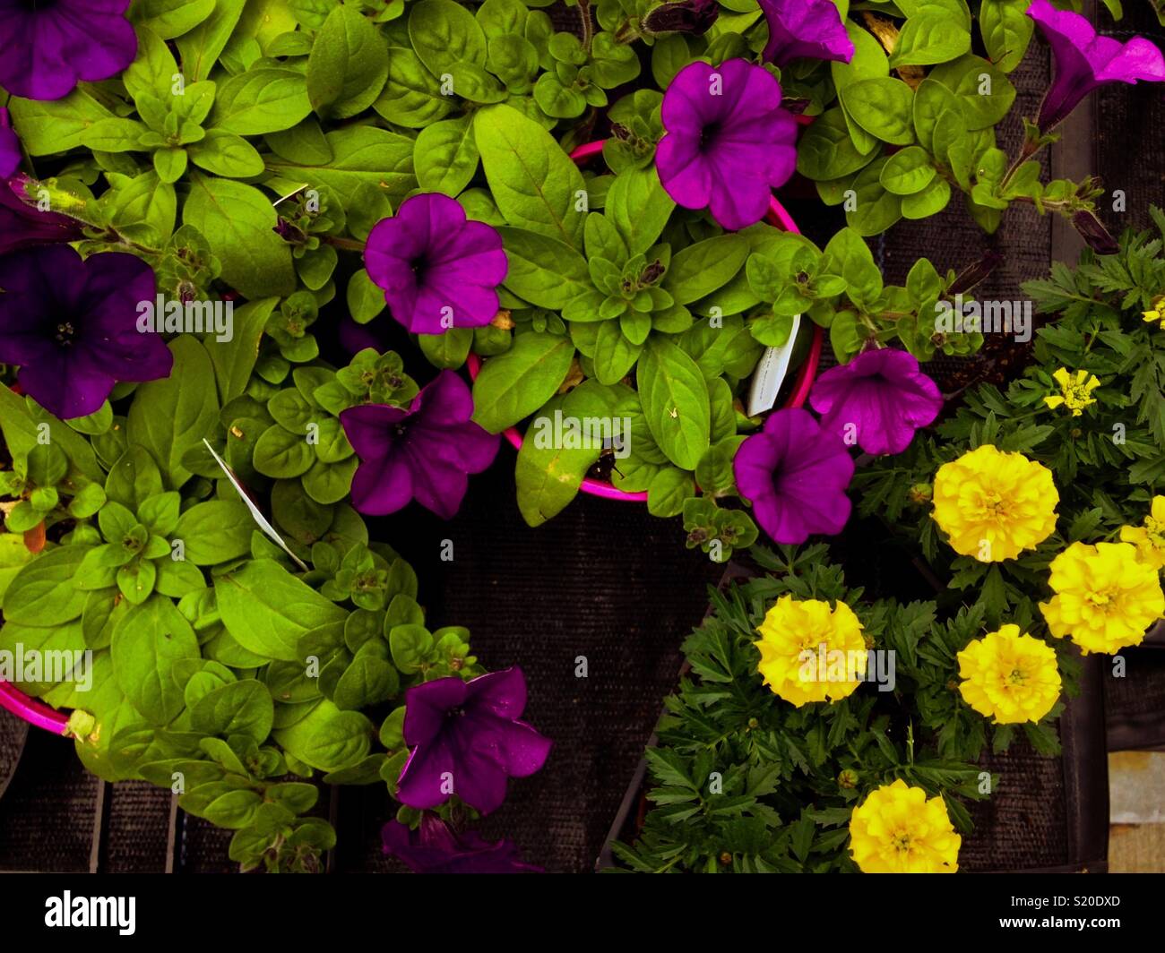 Yellow marigolds and purple petunias in the garden center Stock Photo