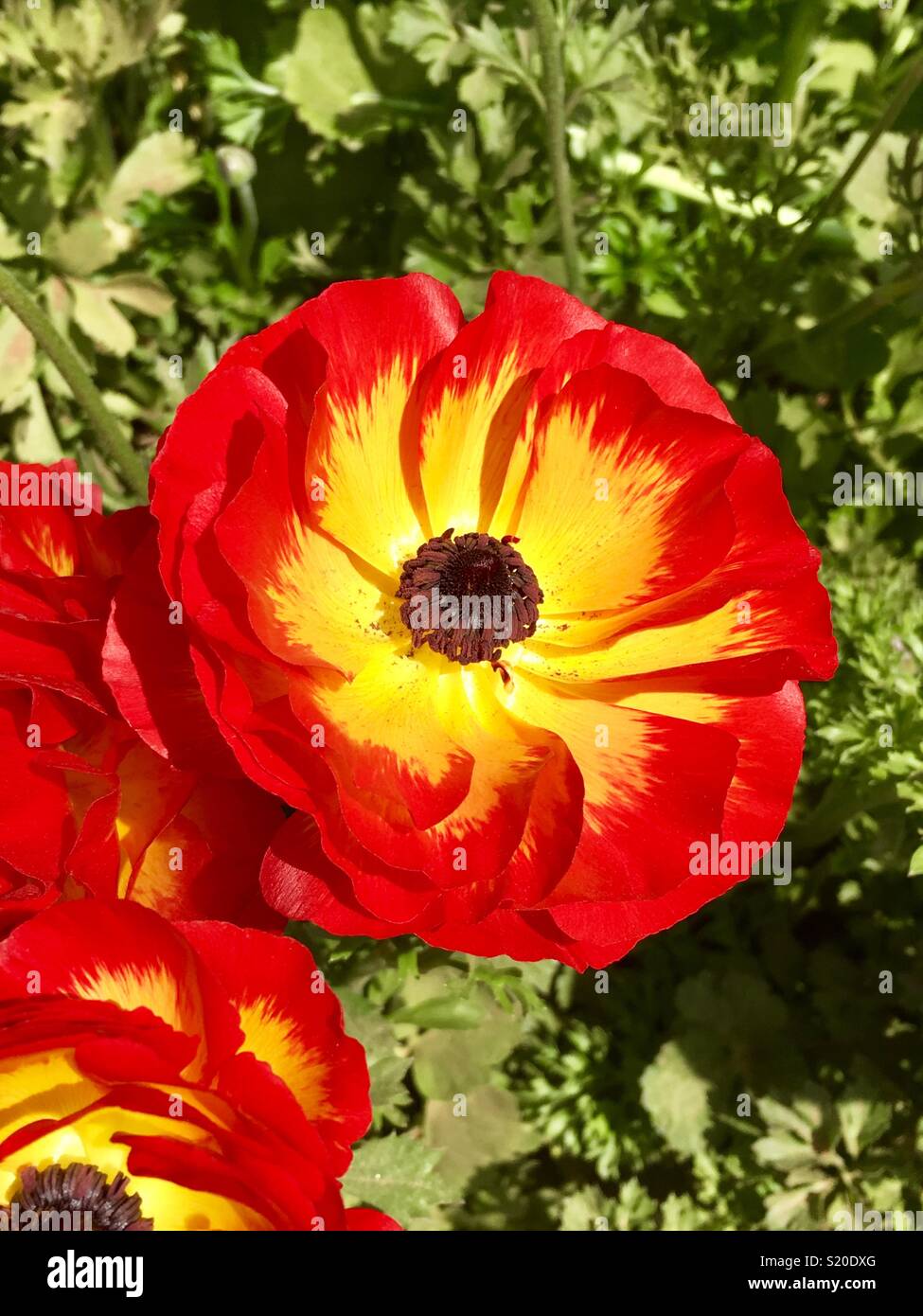 Closeup of vividly colored bright red and yellow ranunculus flower in the Carlsbad California flower field Stock Photo