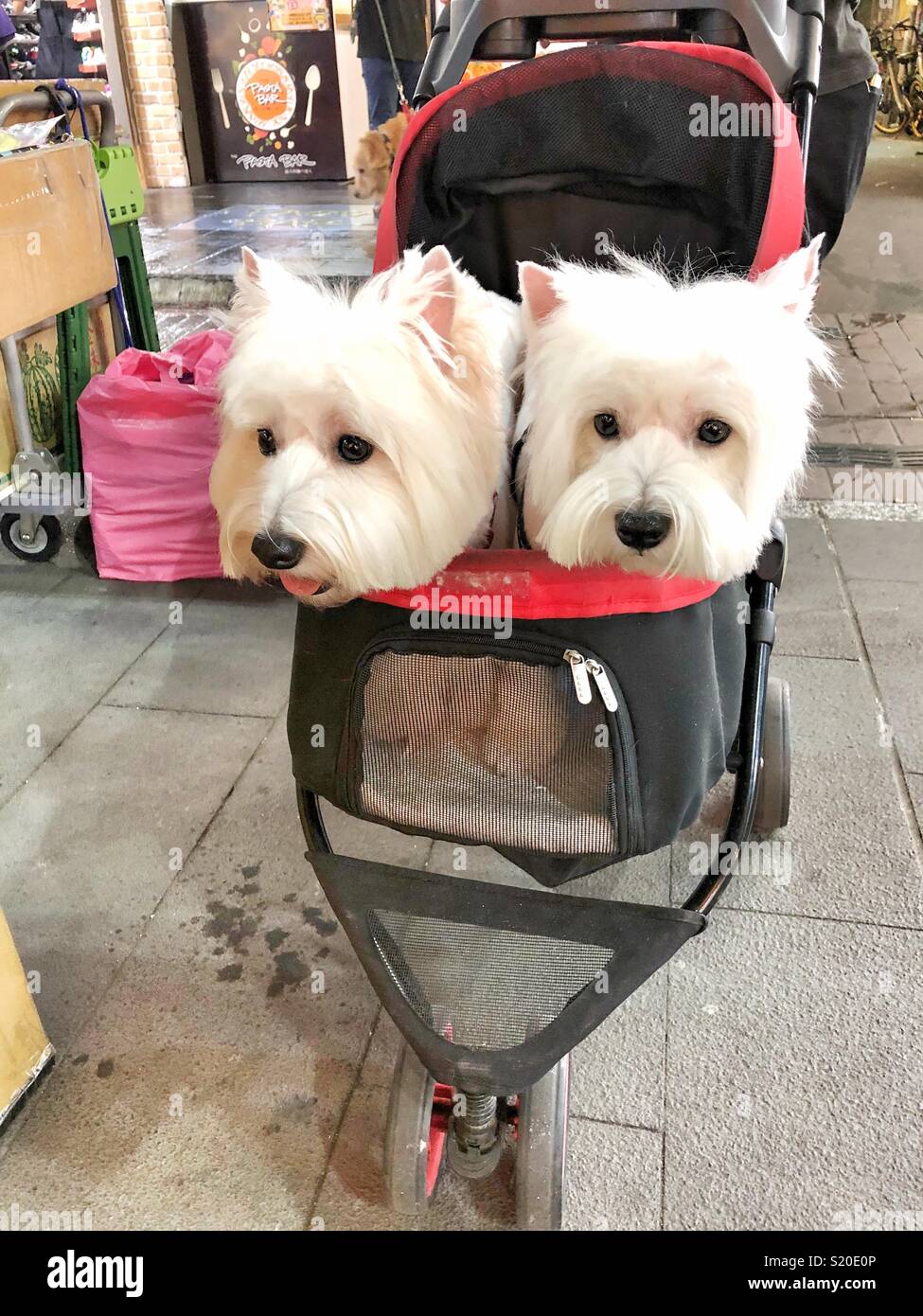 White terrier twins sitting in a pram. Stock Photo