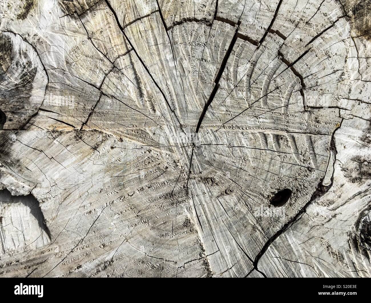 Rings aged trunk - Smartphone Captured Stock Image