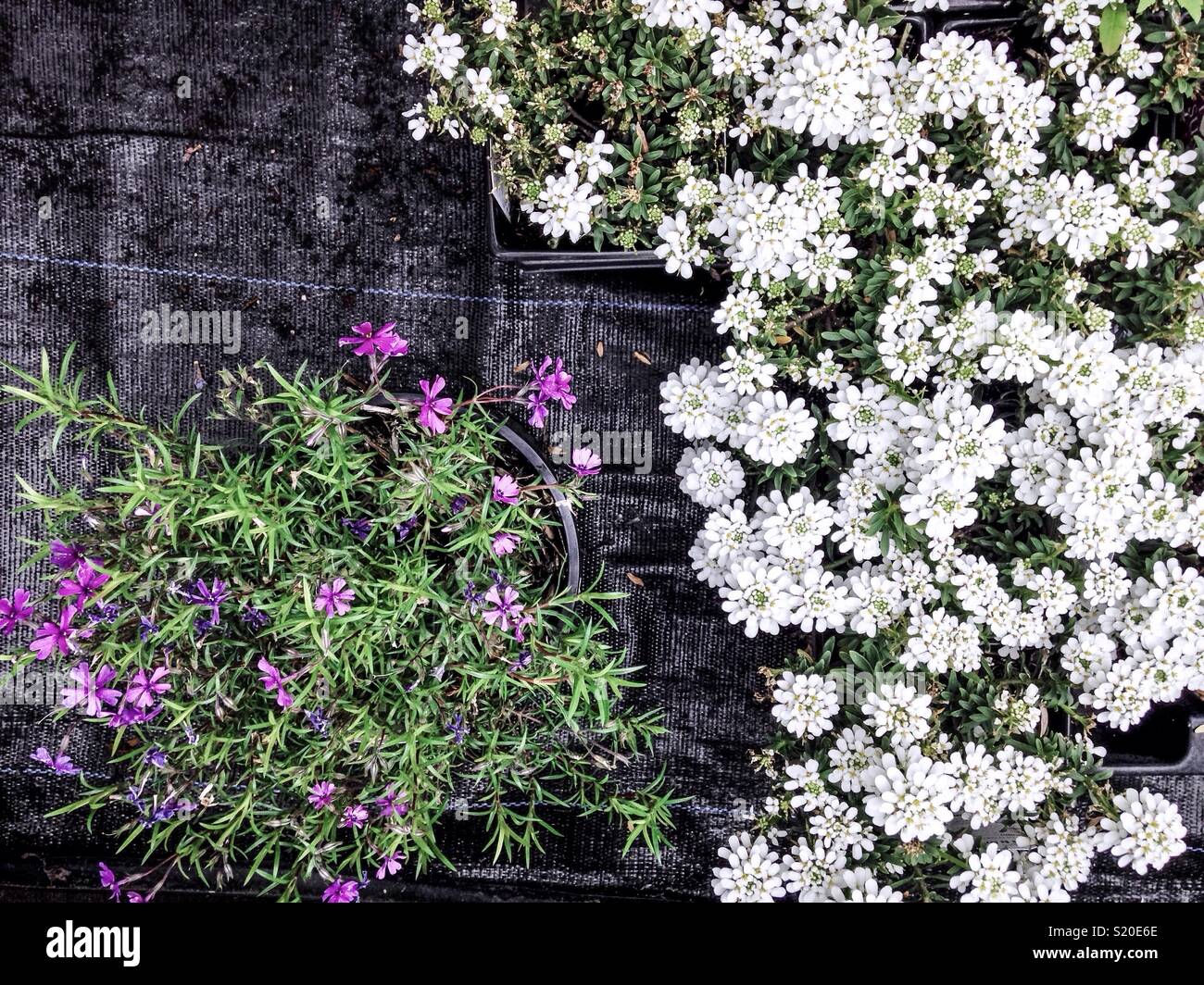 From above- purple Creeping Phlox and white Candytuft in the garden center Stock Photo