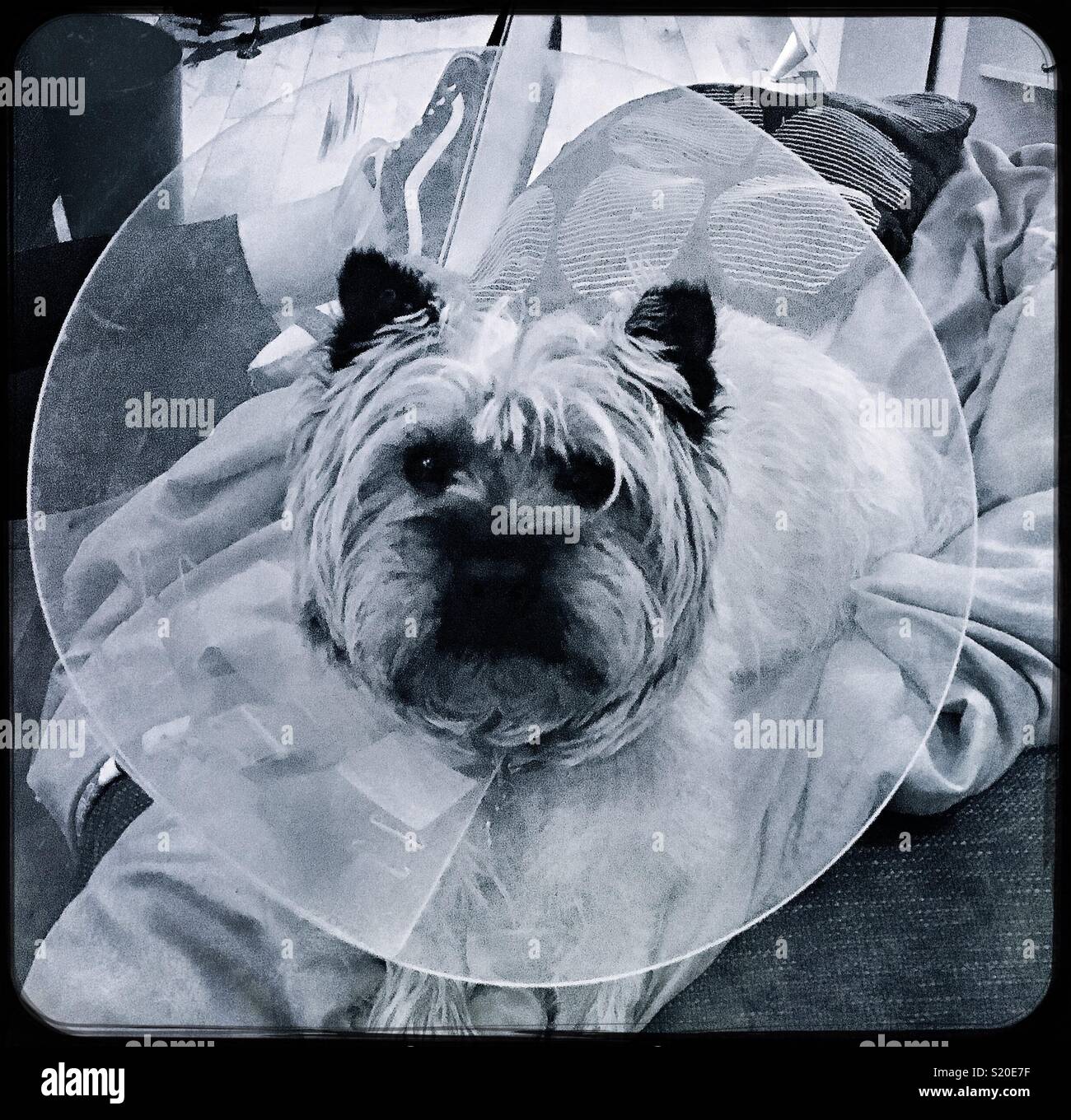 Cairn Terrier not too happy wearing his pet cone after surgery Stock Photo