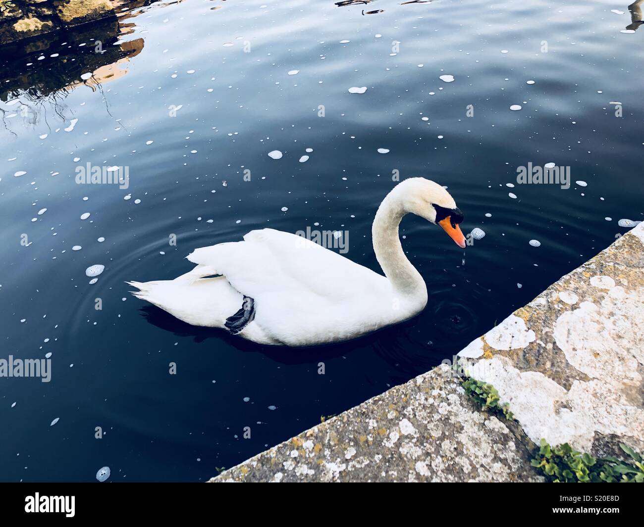 A swan with froth in the water surface in Christchurch in England - Smartphone Captured Stock Image