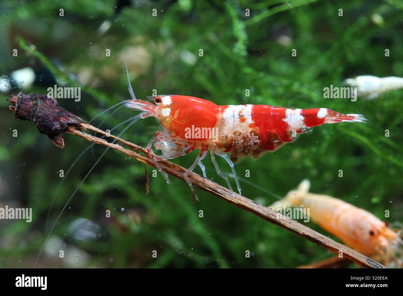 Caridina Logemanni, Dwarf Shrimp Stock Photo