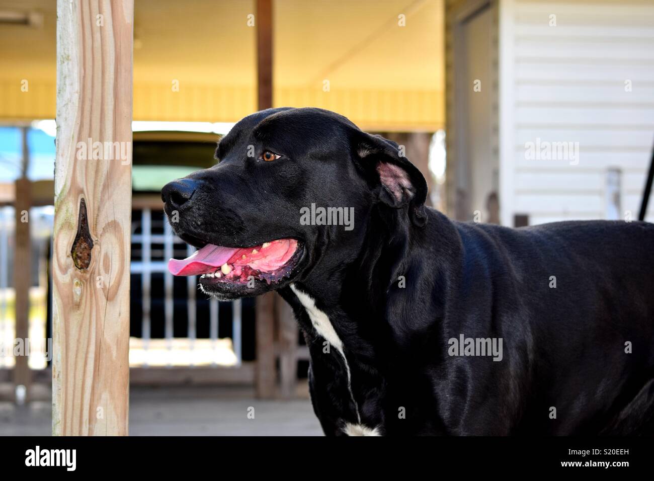 Lab Mastiff Mix Puppies