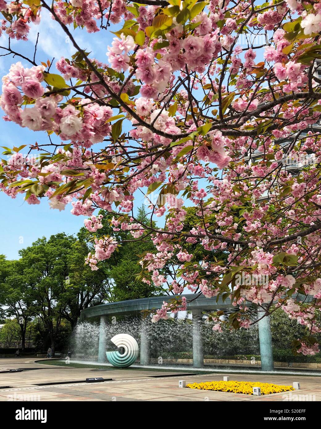 Cherry blossoms in bloom. - Smartphone Captured Stock Image