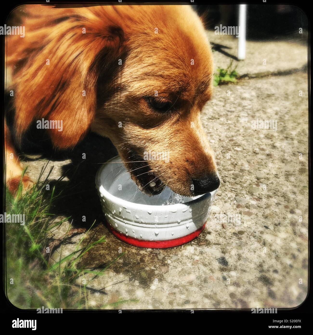 Thirsty pup - Smartphone Captured Stock Image
