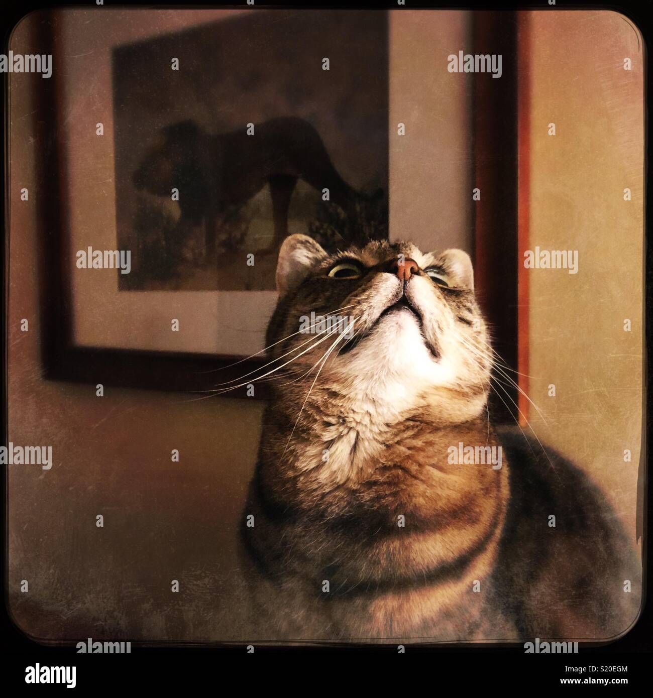Tabby cat looking up Stock Photo